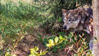 Deze nieuwe reistrend draait om wilde dieren zien
