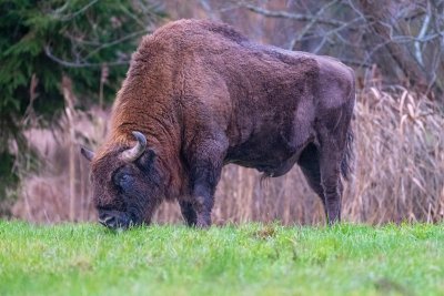 Roemenië heeft na 250 jaar weer wilde bizons