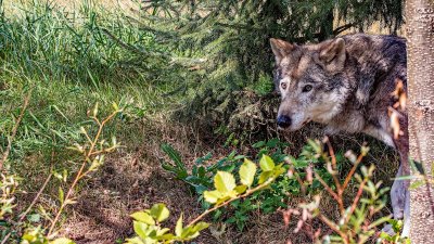 Deze nieuwe reistrend draait om wilde dieren zien